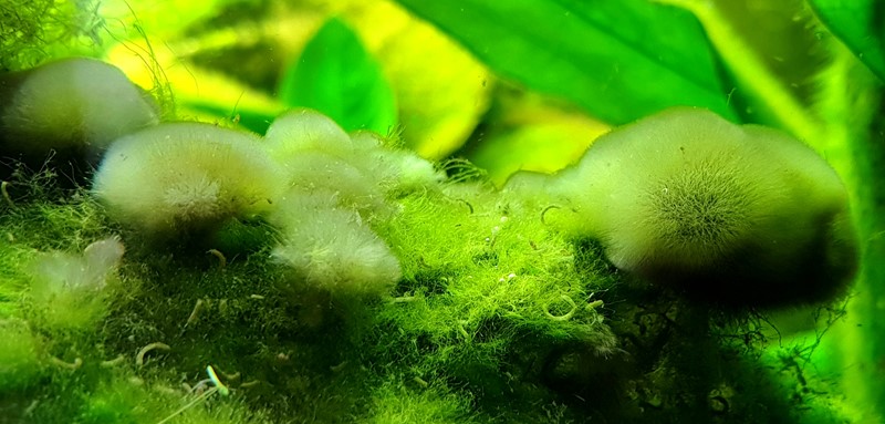 Hvilken alge, i ferskvands akvarie ? - Naturbasen