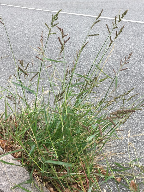 Spinkel Hanespore? - Naturbasen