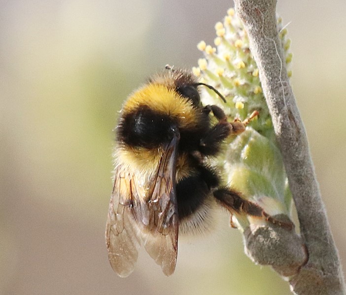Hvilken Humle? - Naturbasen