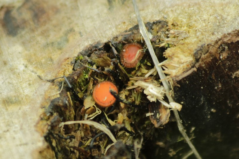Små, orange krukker - Naturbasen