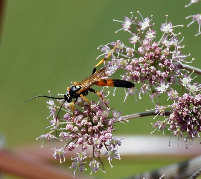 Hvad er det for et insekt - Naturbasen