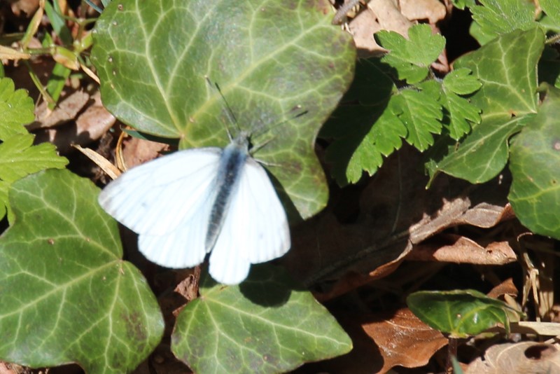 Hvilken hvid sommerfugl er (for?) tidligt ude ved Amstrup Red? - Naturbasen