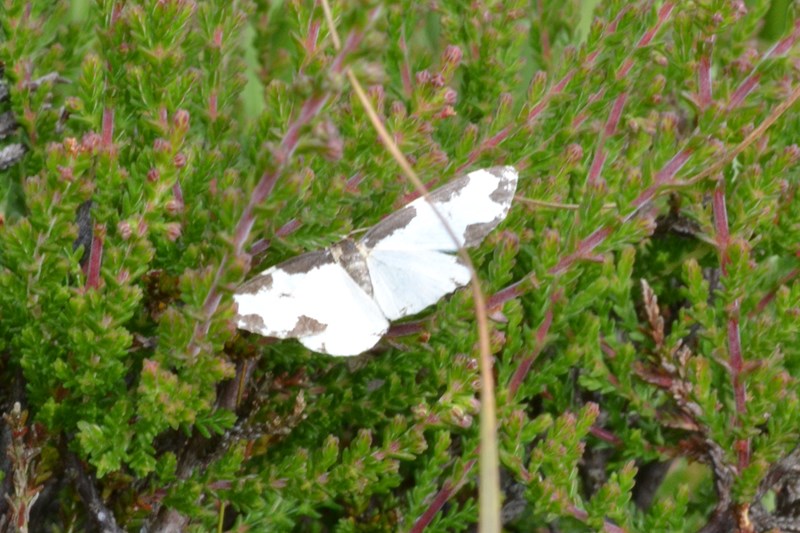 Hvilken sort-hvid måler i gammel højmose? - Naturbasen