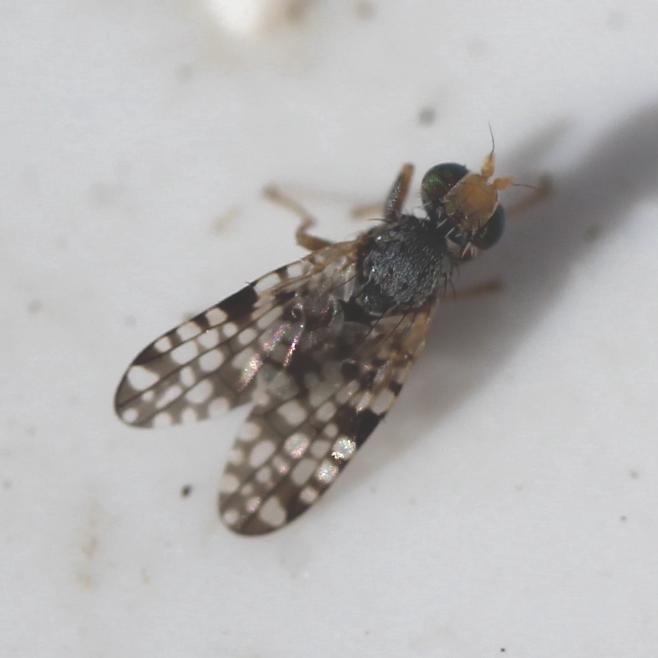 Campiglossa? Naturbasen