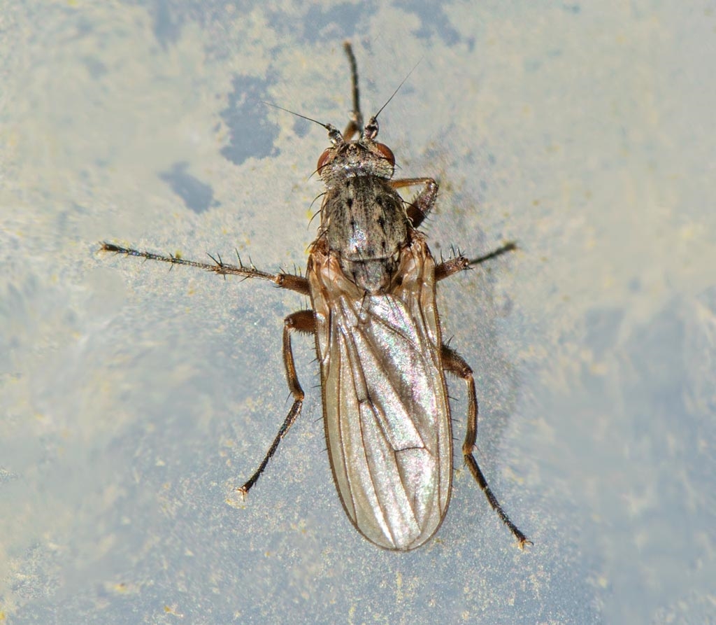 Eccoptomera? - Naturbasen