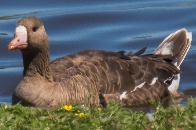 Hvilken gås? - Naturbasen