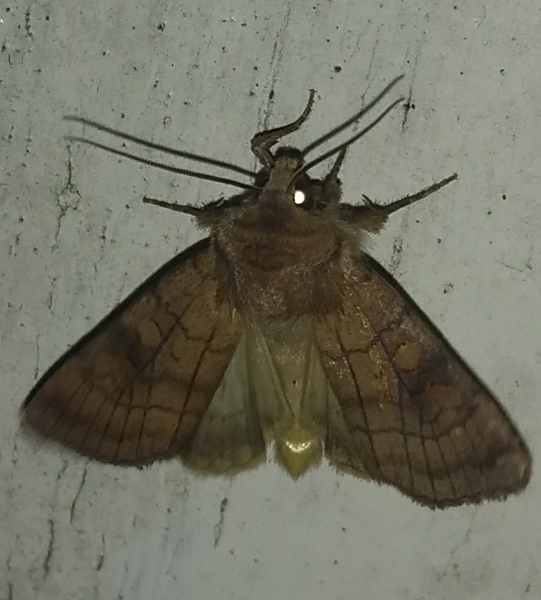 natsv-rmer-p-lysv-g-naturbasen