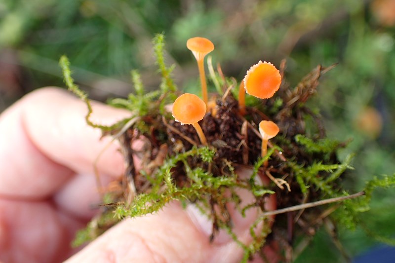 Meget små orange - Naturbasen