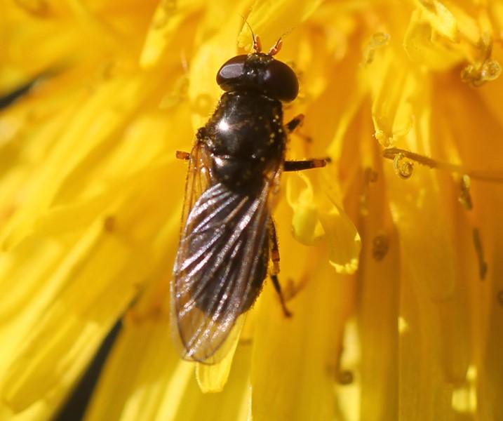 Cheilosia? - Naturbasen