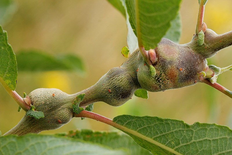 Galler på pil - Naturbasen