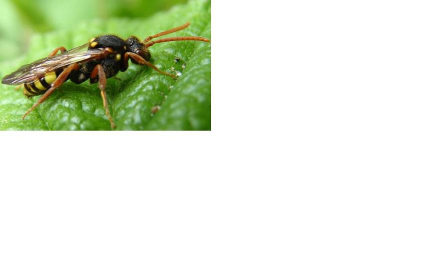 gule-pletter-naturbasen
