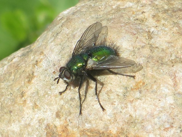 hvilken-spyflue-naturbasen