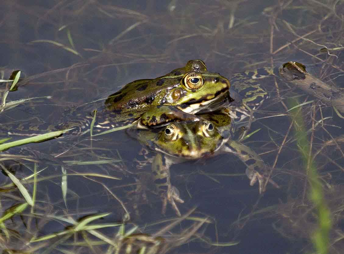 Er dette den Grønne Frø - Naturbasen