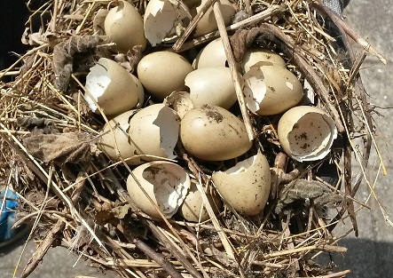 Hvilken fugl kommer disse æg fra? Naturbasen