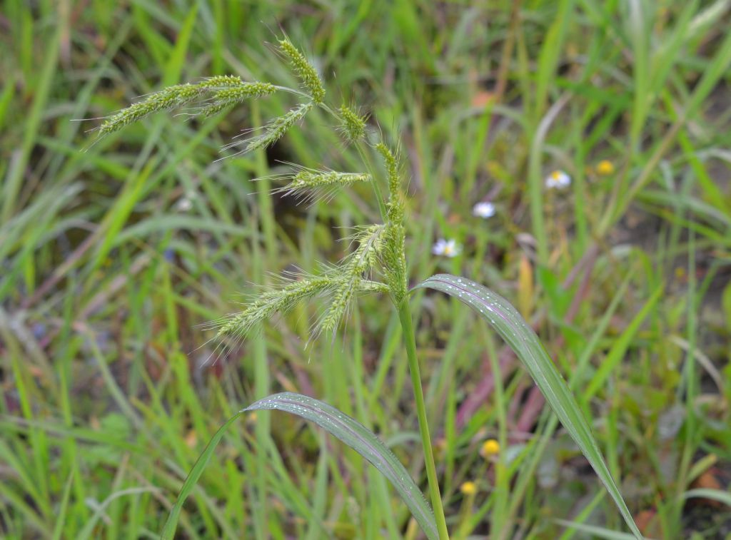 Almindelig Hanespore (Echinochloa crus-galli)? - Naturbasen