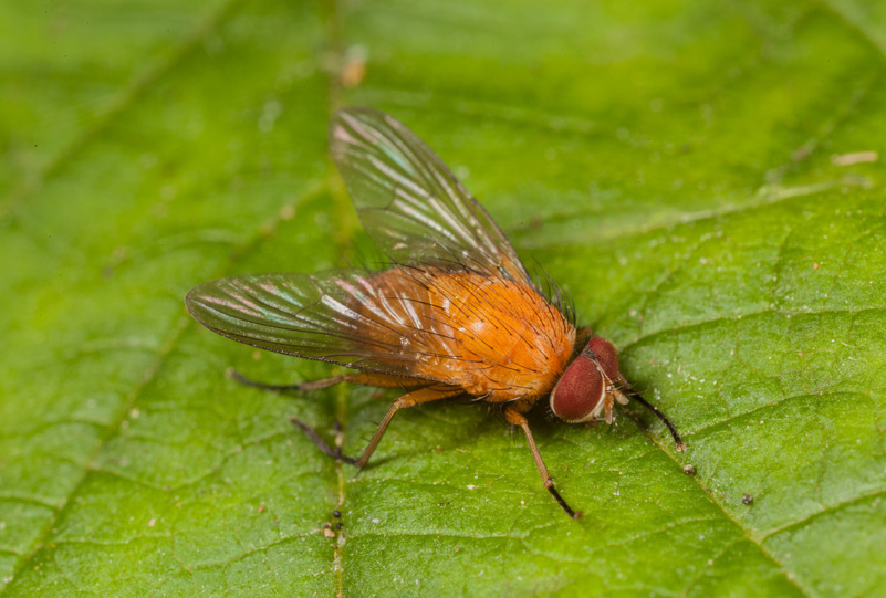 Hvilken gul flue? Naturbasen