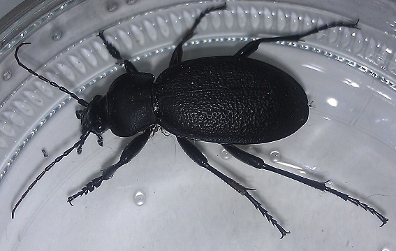 nok uformel Ikke kompliceret hvilken stor sort bille i kælder-badeværelset? - Naturbasen