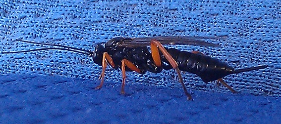 Hvilket hvepselignende insekt med orange ben? - Naturbasen