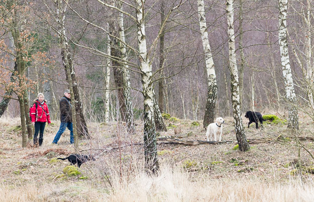 hunde i skoven - Naturbasen