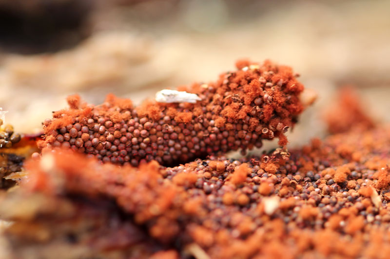 Små orange svampekugler - Biowide felt Knagerne ved Silkeborg - Naturbasen