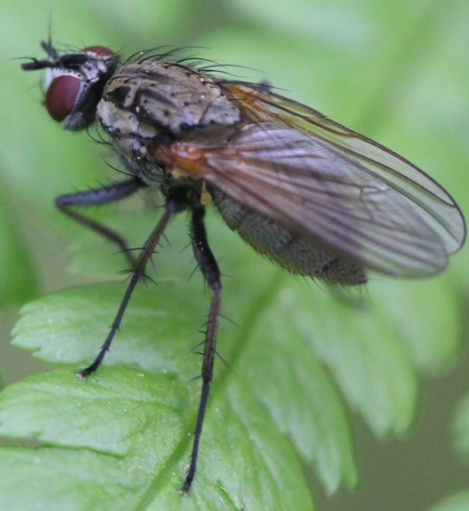 Hvilken flue? Naturbasen