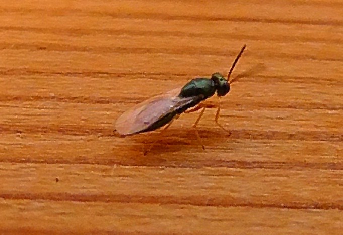 Hvilket insekt? - Naturbasen