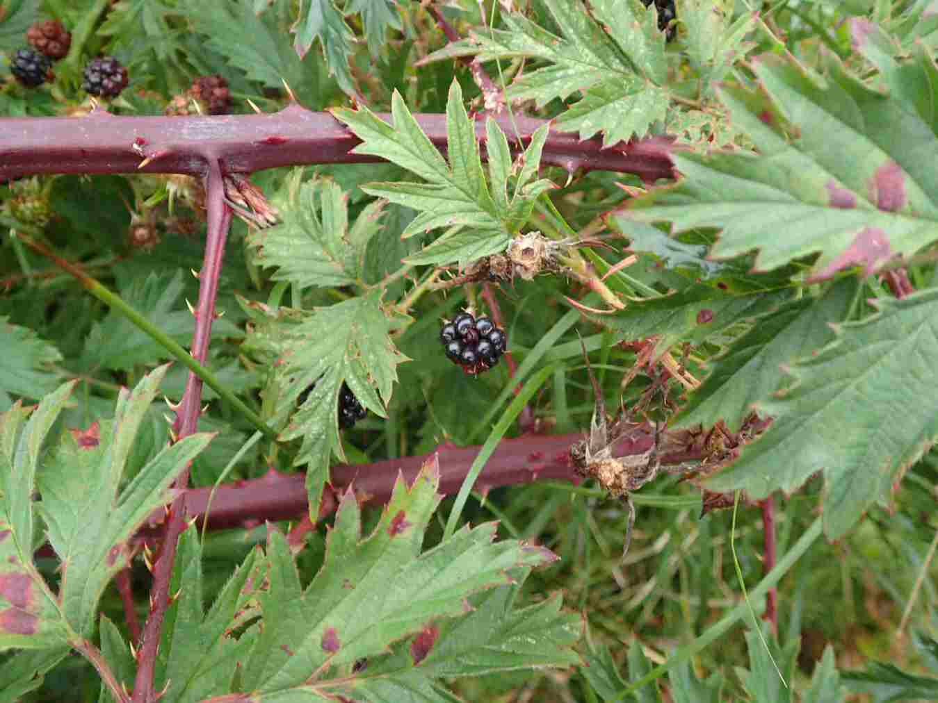 Bromb r Men Bladene Anderledes Naturbasen bromb-r-men-bladene-anderledes-naturbasen