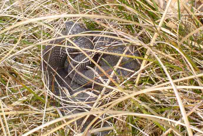 Hugorm eller snog? - Naturbasen