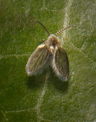 Hvilket insekt ? - Naturbasen