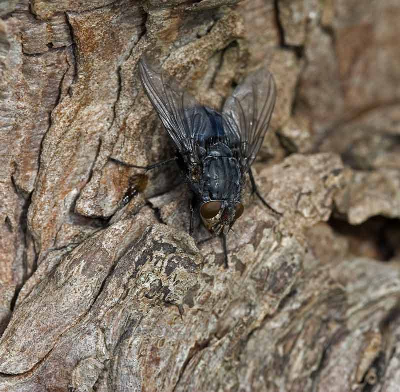 spyflue-ii-naturbasen
