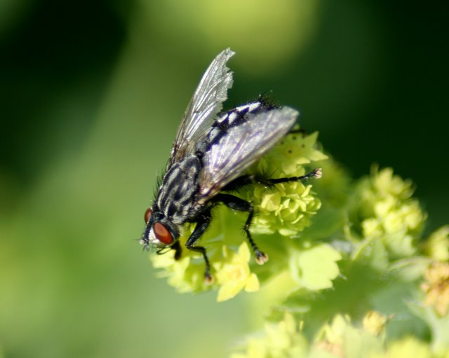 Hvilken flue? Naturbasen