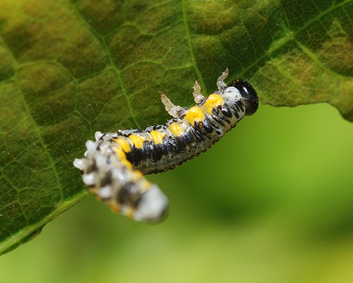 Larve på egeblad? - Naturbasen