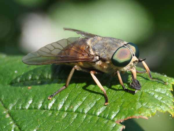 hvilken-kl-g-naturbasen