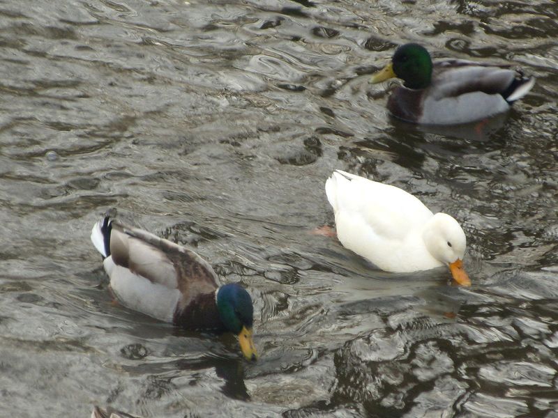 hvid and - Naturbasen