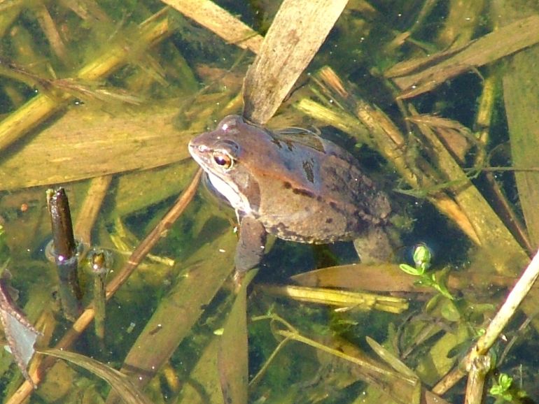Hvilken frø ? - Naturbasen