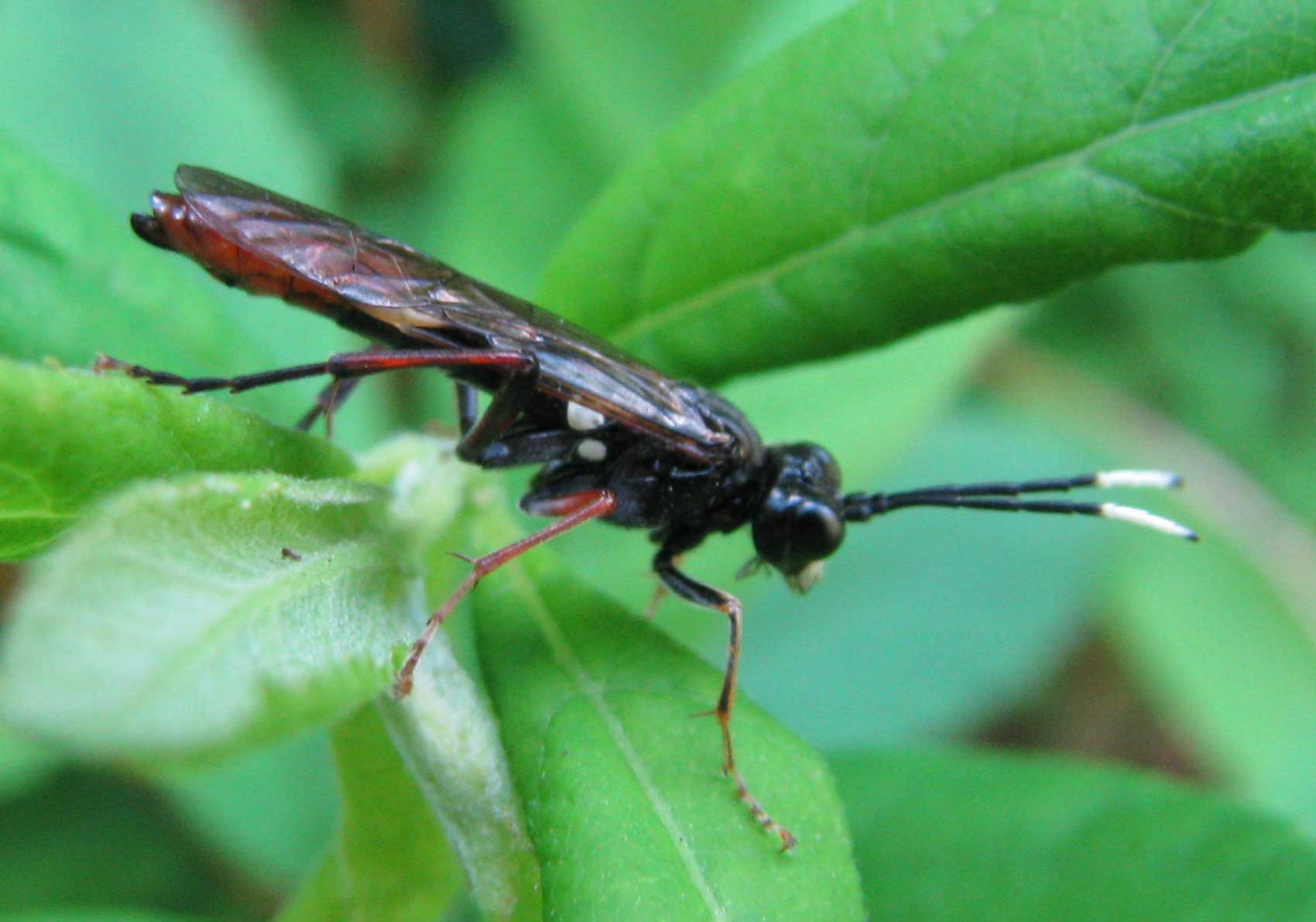 Insekt med hvide spidser på følehorn - Naturbasen