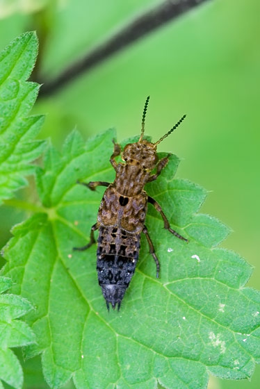 Identifikation Af Rovbille Naturbasen identifikation-af-rovbille-naturbasen