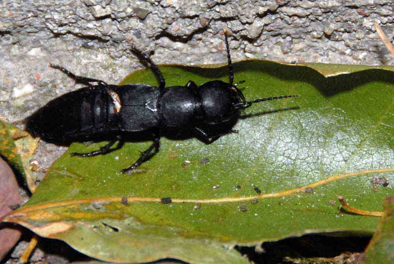 Stor rovbille? - Naturbasen