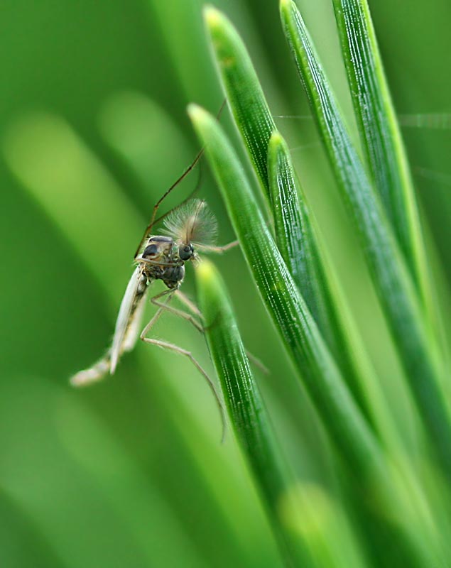 Hvilket insekt ? - Naturbasen