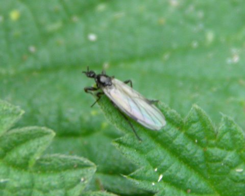 Hvilken lille sort insekt? - Naturbasen