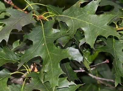 Hvilket træ - Naturbasen
