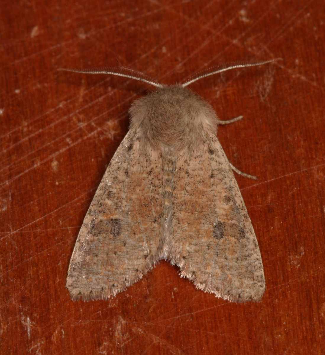 orthosia-naturbasen