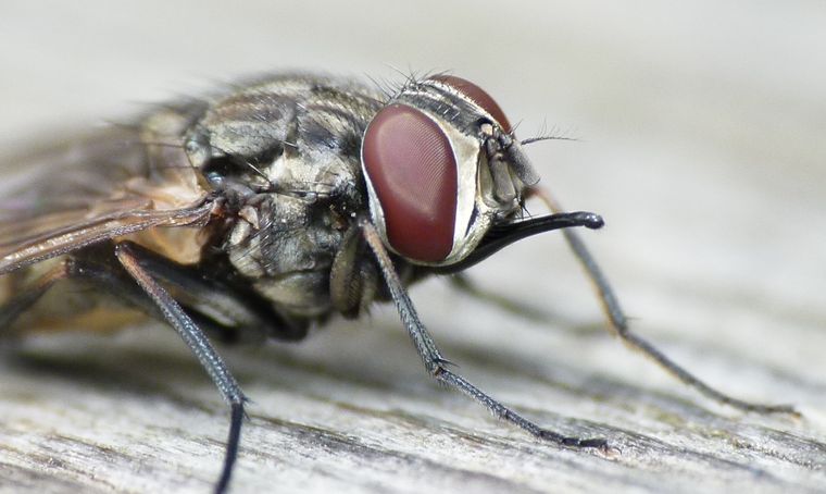 Alm Stikflue Han Naturbasen