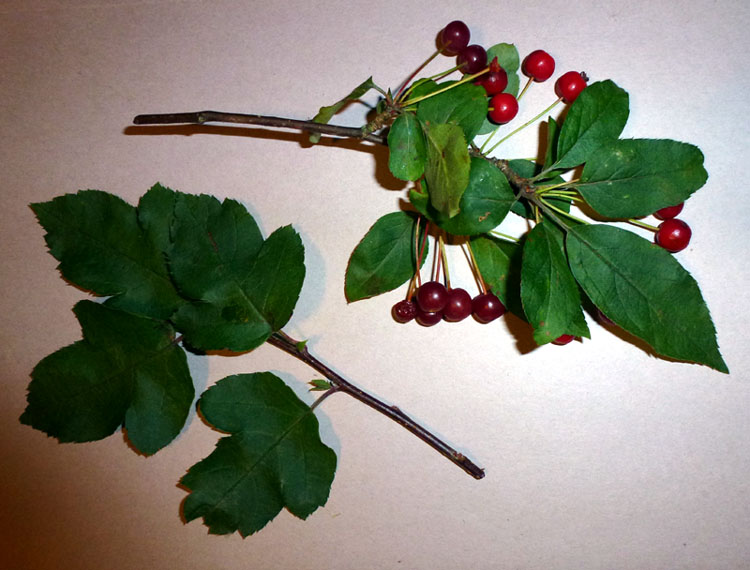 Hvilket (have)træ med røde frugter? - Naturbasen