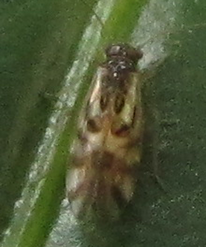 Absolut mini insekt - Naturbasen