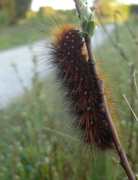 hvilken-pelset-larve-naturbasen