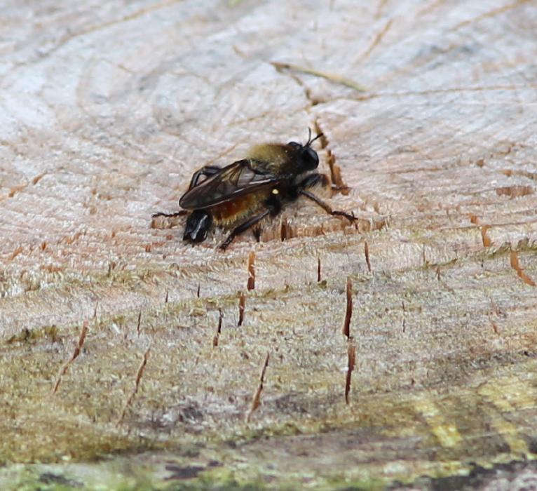 Mystisk brombasse lignende stort insekt - Naturbasen