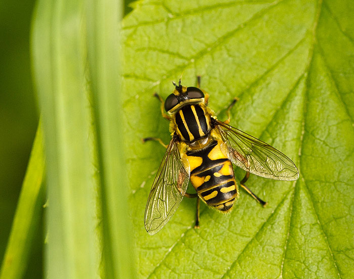 Hvilket insekt? - Naturbasen