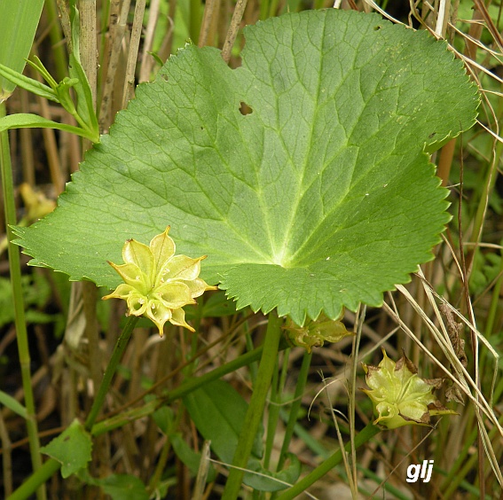 Havd er dette ? - Naturbasen