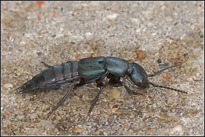 Hvilken Rovbille Naturbasen hvilken-rovbille-naturbasen